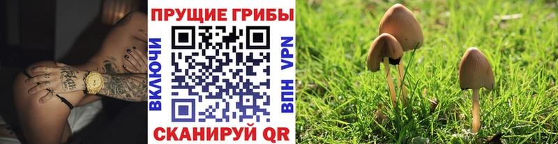 наркота  Мариинск  Галлюциногенные грибы Cubensis 